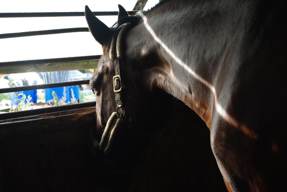 Traver Donna (prima Donna) billede 17