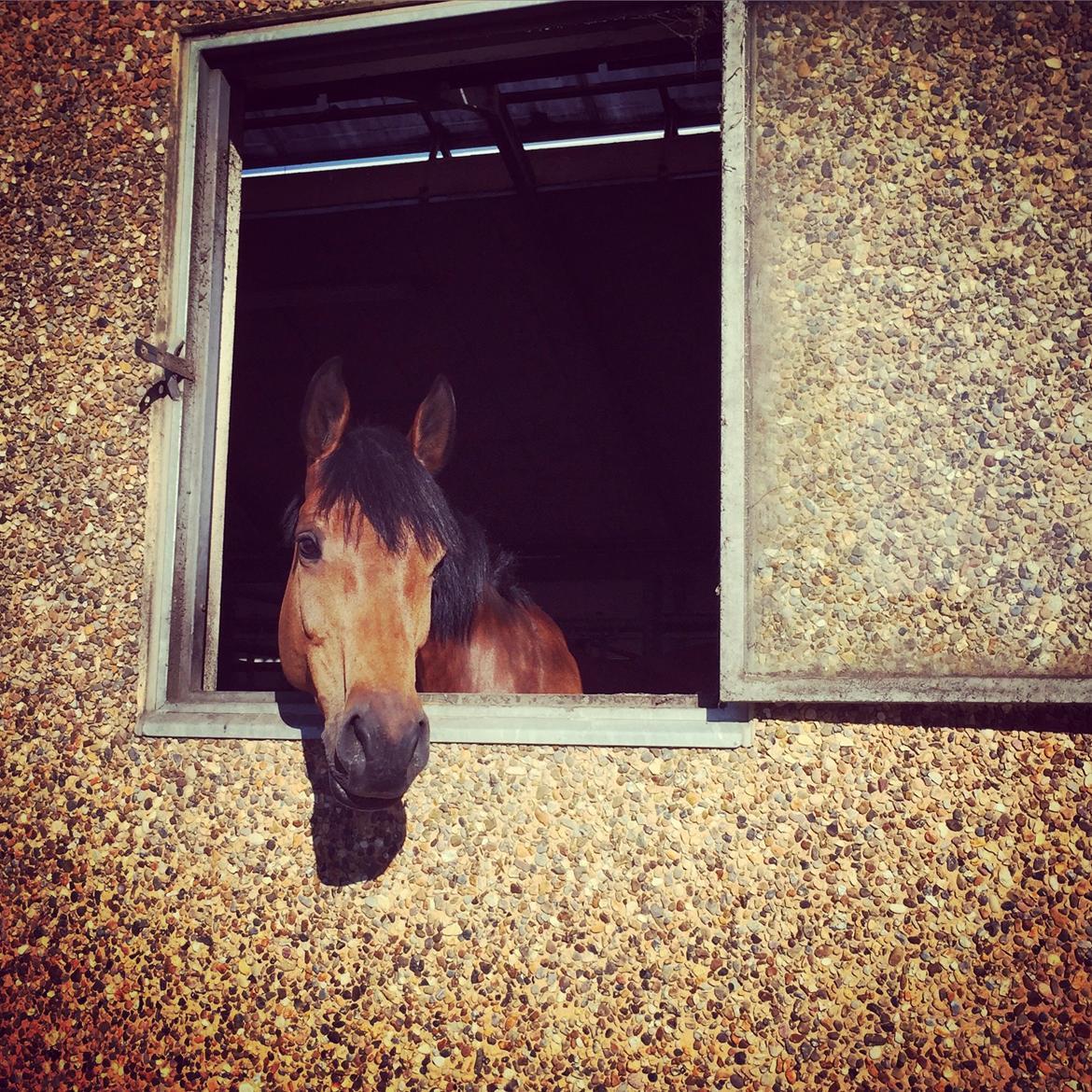 Svensk Varmblod Cherrio (swb) billede 15