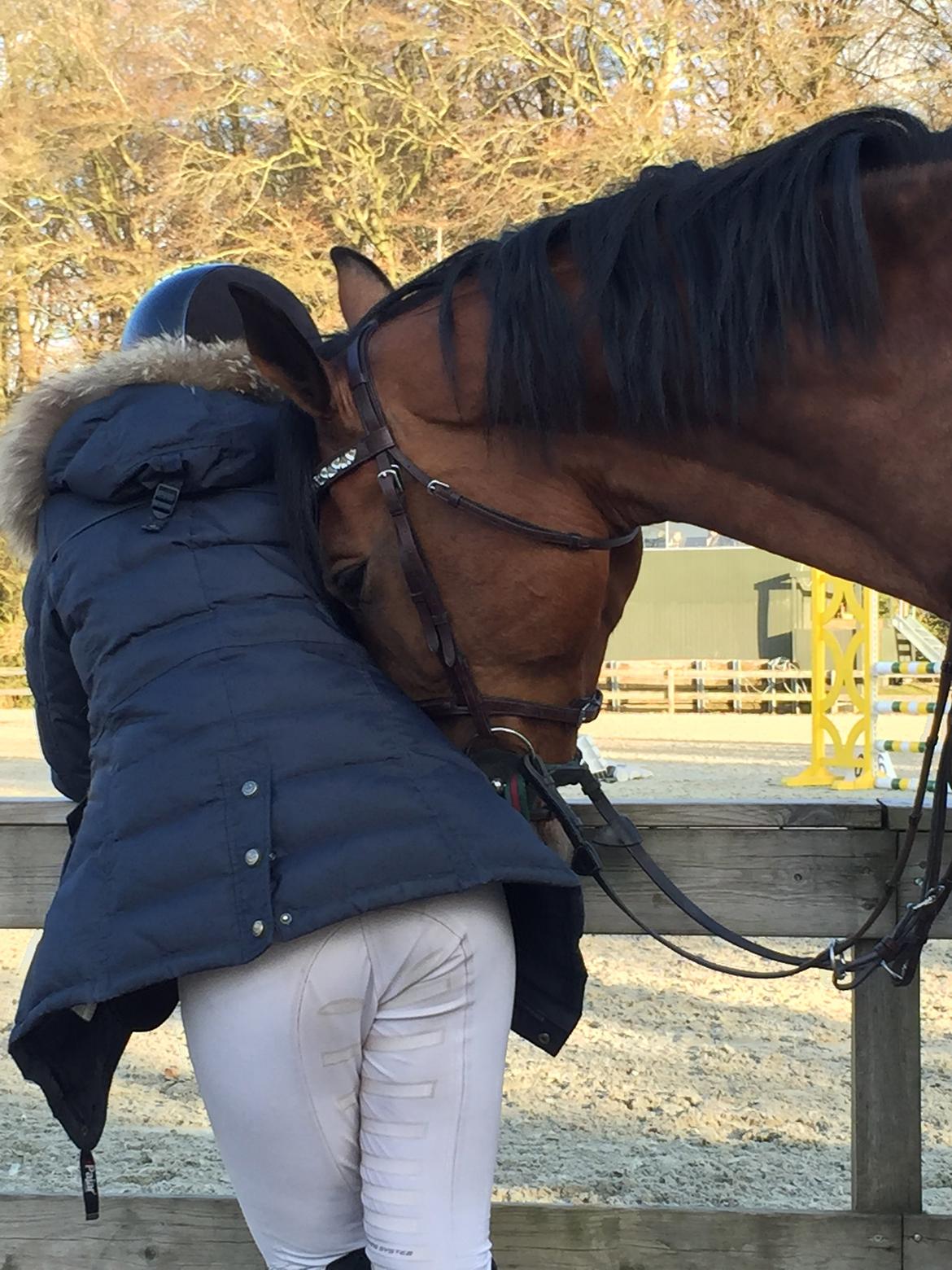 Svensk Varmblod Cherrio (swb) billede 18