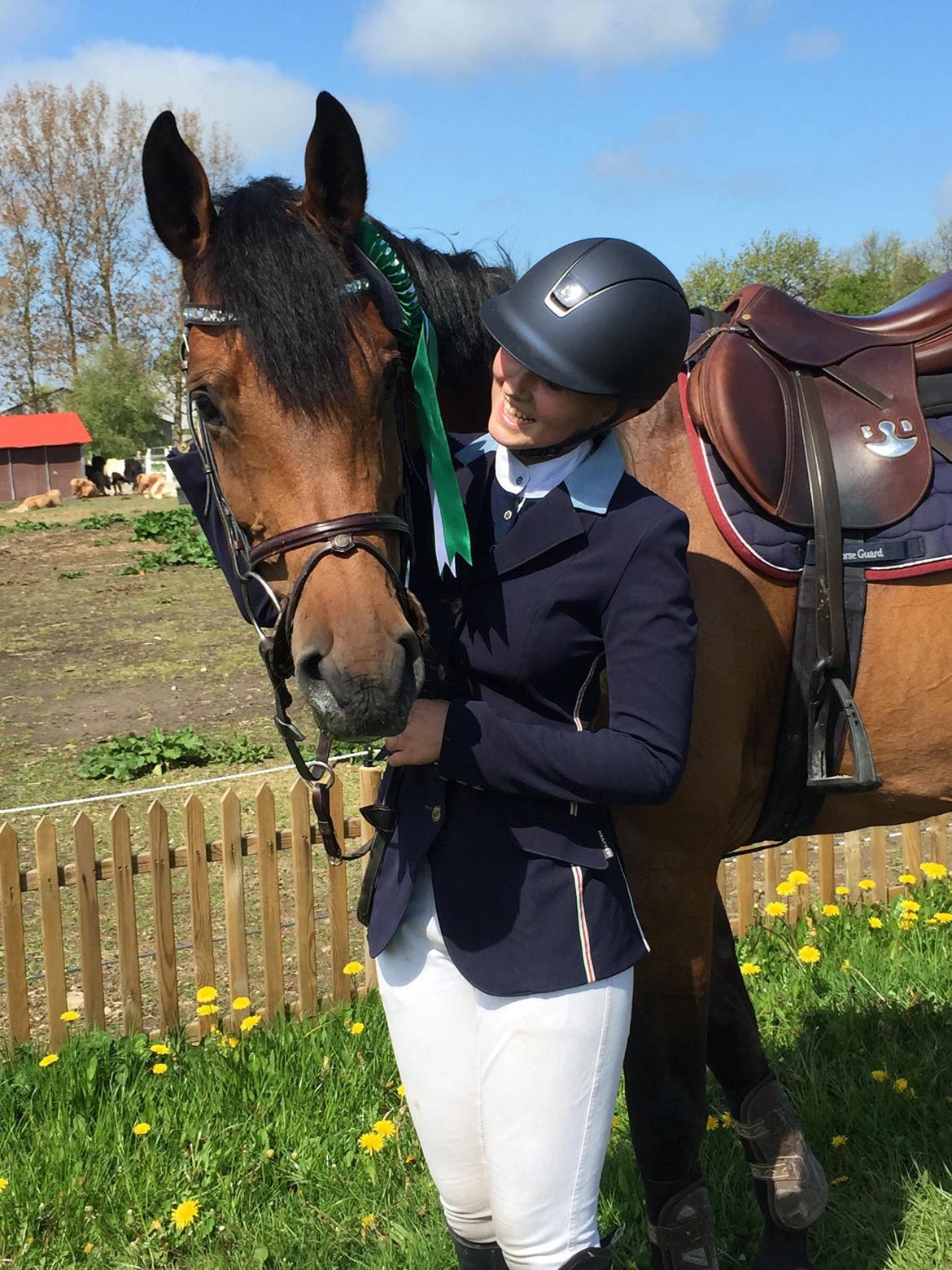 Svensk Varmblod Cherrio (swb) billede 16