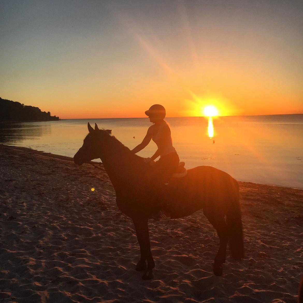 Svensk Varmblod Cherrio (swb) billede 17