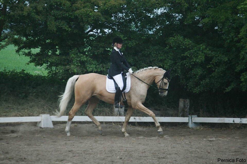 Palomino Solheim's Ramina - RDH Hoppe billede 38