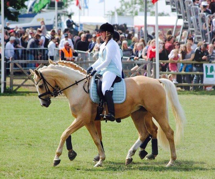 Palomino Solheim's Ramina - RDH Hoppe billede 39