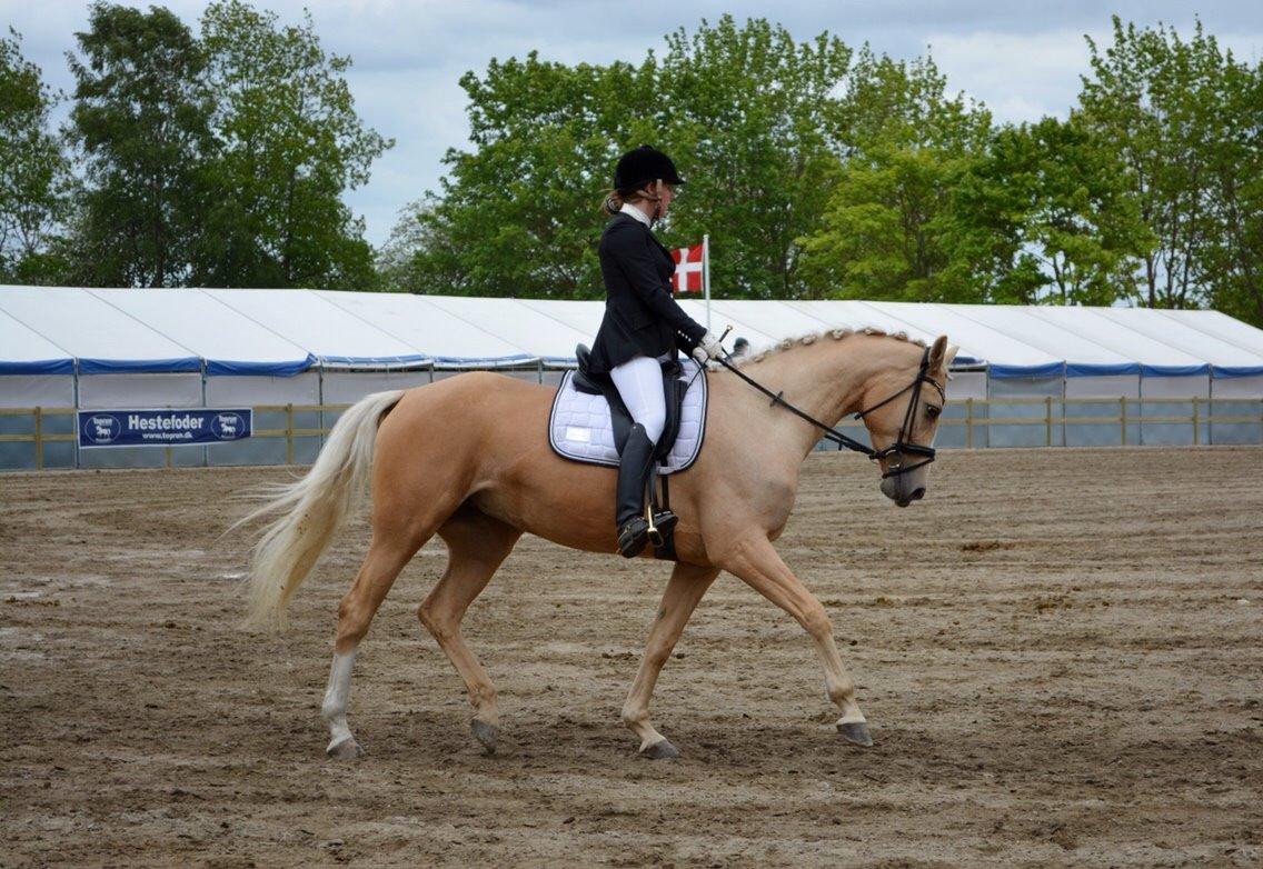 Palomino Solheim's Ramina - RDH Hoppe billede 40