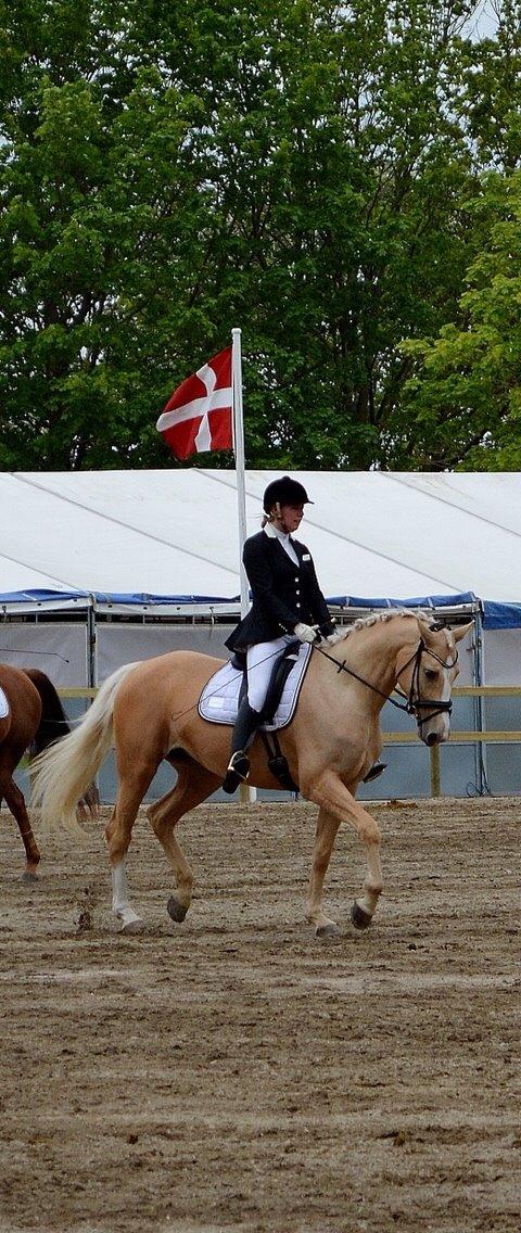 Palomino Solheim's Ramina - RDH Hoppe billede 41