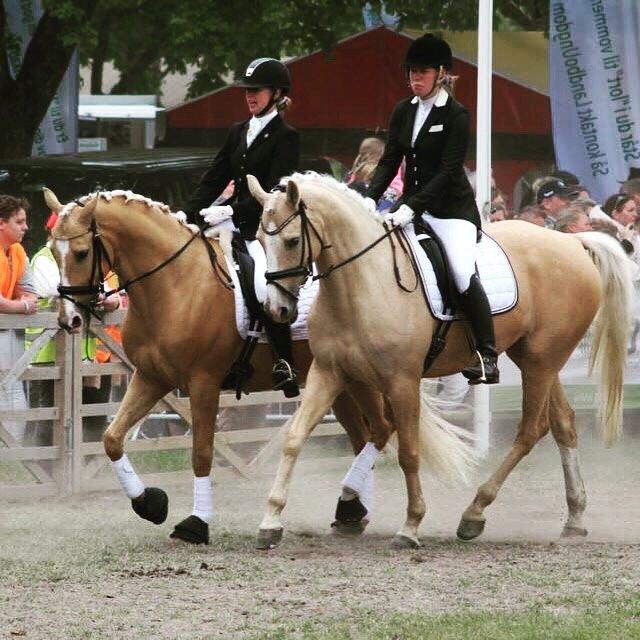 Palomino Solheim's Ramina - RDH Hoppe billede 42