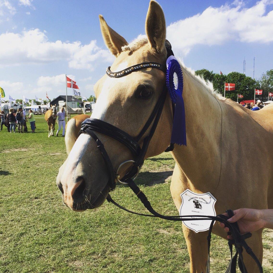 Palomino Solheim's Ramina - RDH Hoppe billede 44