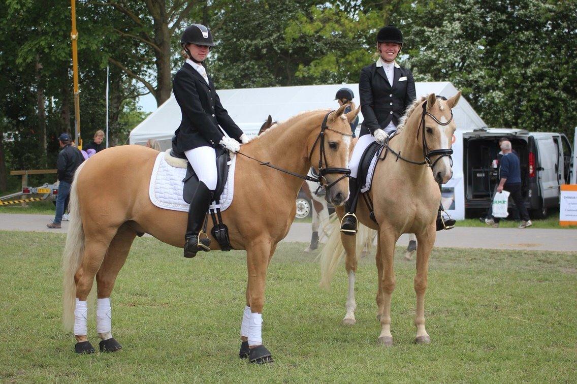 Palomino Solheim's Ramina - RDH Hoppe billede 43