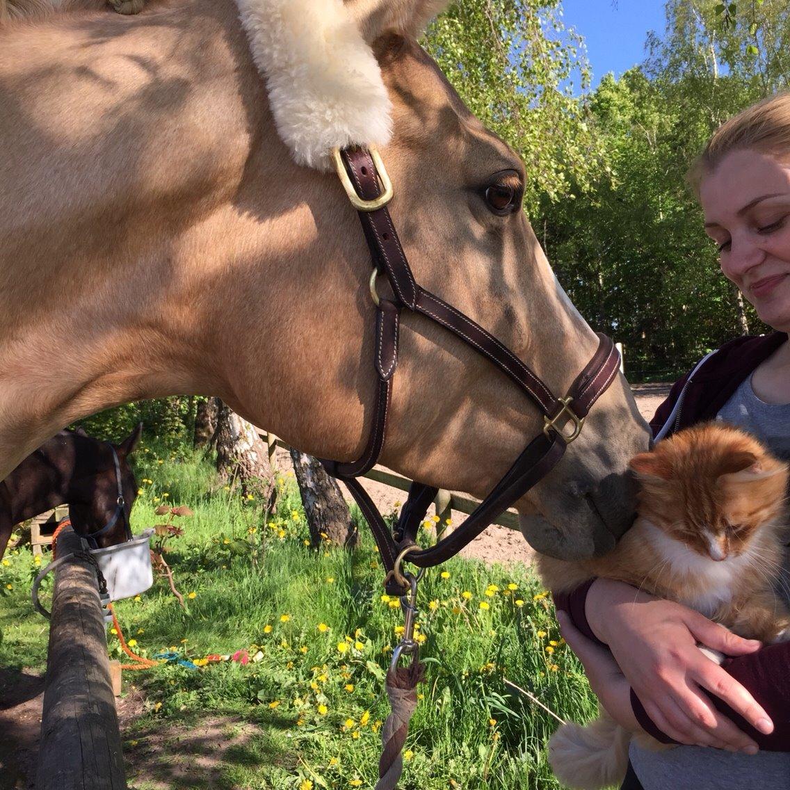 Palomino Solheim's Ramina - RDH Hoppe billede 47