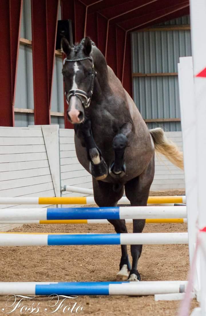 Sportsaraber (A) BS Laschano billede 16