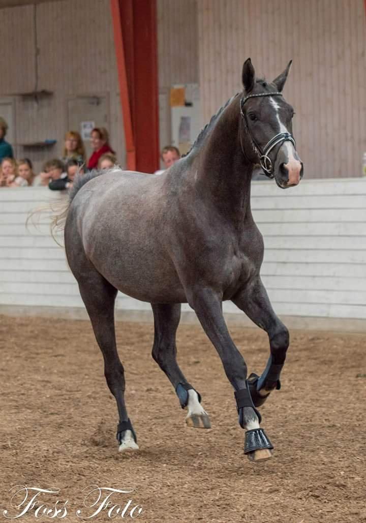 Sportsaraber (A) BS Laschano billede 18