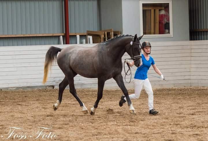 Sportsaraber (A) BS Laschano billede 20