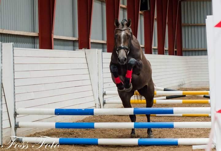 Sportsaraber (A) BS Schanitta billede 18