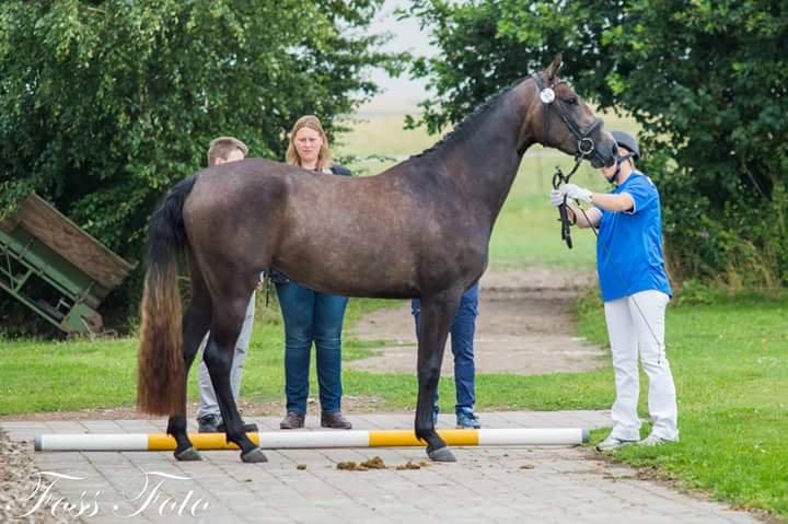 Sportsaraber (A) BS Schanitta billede 19