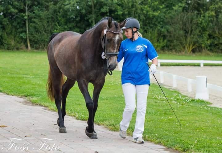 Sportsaraber (A) BS Schanitta billede 20