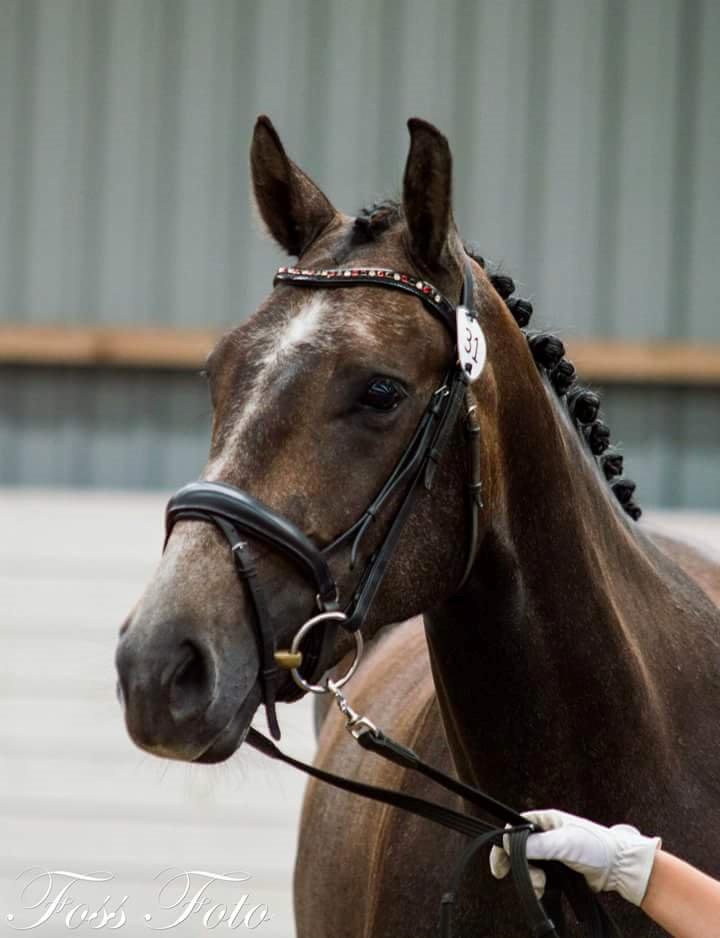 Sportsaraber (A) BS Schanitta billede 21