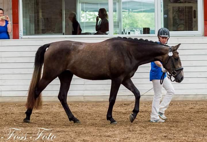 Sportsaraber (A) BS Schanitta billede 22