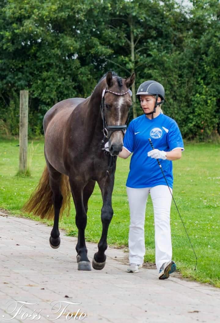 Sportsaraber (A) BS Schanitta billede 23