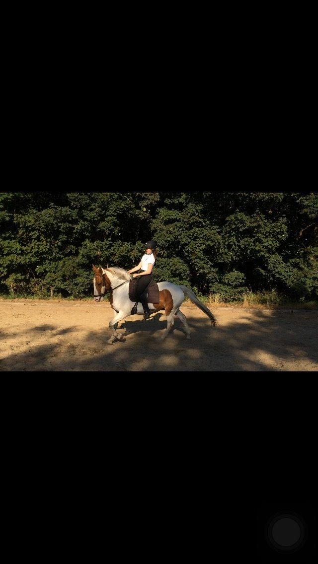 Anden særlig race Eldorado billede 15