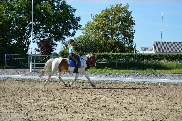 Anden særlig race Eldorado billede 18