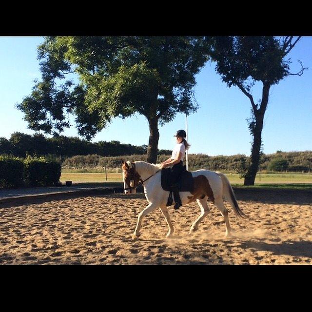 Anden særlig race Eldorado billede 16