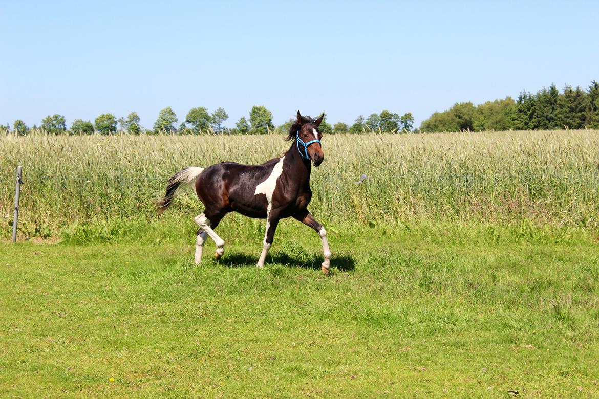 Anden særlig race Broagergaards Charmeur billede 2