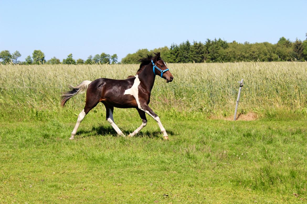 Anden særlig race Broagergaards Charmeur billede 3