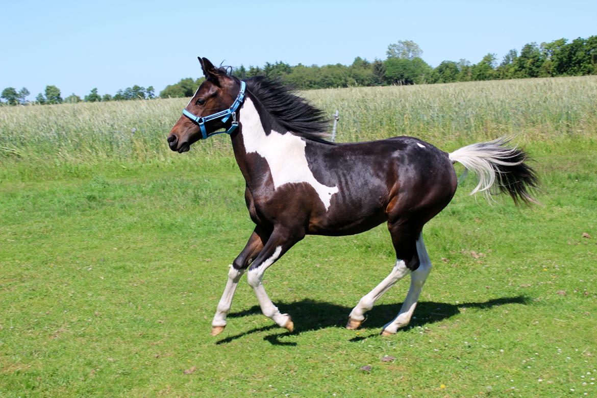 Anden særlig race Broagergaards Charmeur billede 1