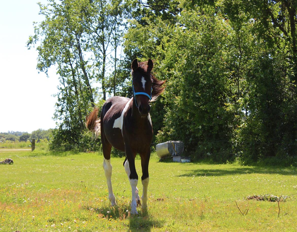 Anden særlig race Broagergaards Charmeur billede 4