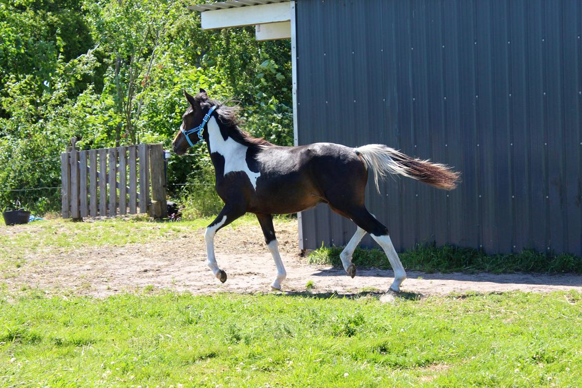 Anden særlig race Broagergaards Charmeur billede 6