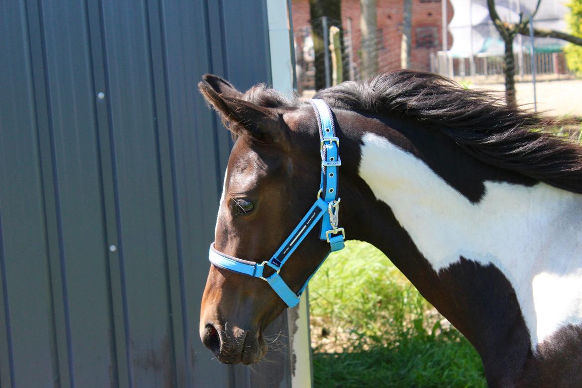 Anden særlig race Broagergaards Charmeur billede 7