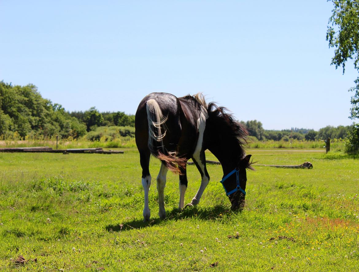 Anden særlig race Broagergaards Charmeur billede 9