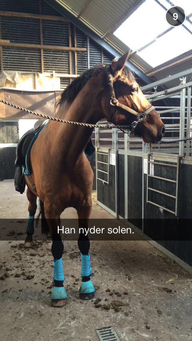 Dansk Varmblod Don Akinson billede 6
