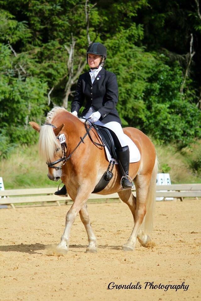 Haflinger Valdemar