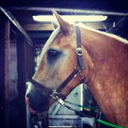 Haflinger Sandals Maximillian