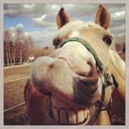 Haflinger Sandals Maximillian