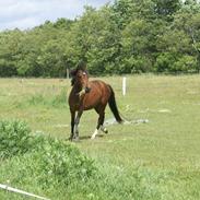 Welsh Pony af Cob-type (sec C) Magic Star