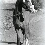 Dansk Varmblod Olymbrio´s Empire State Of Mind