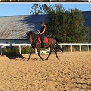 Dansk Varmblod FABIAN HØJBAKKEGÅRD