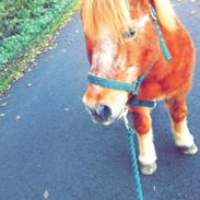 Anden særlig race Bamse