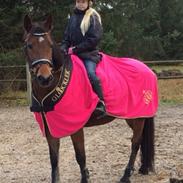 Hollandsk Sportspony Brownie