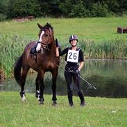 Anden særlig race Bakkegårdens Rex