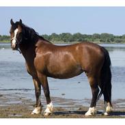 Welsh Cob (sec D) Velvet