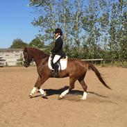 DSP Sønder langbo's question