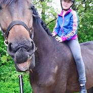 Dansk Varmblod Armani