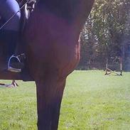 Dansk Varmblod Armani