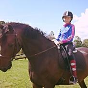 Dansk Varmblod Armani