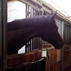 Dansk Varmblod SANDAGERGÅRD'S LIONELL