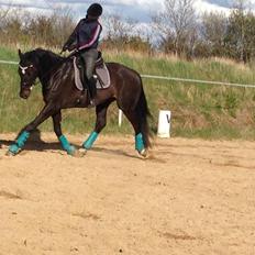 Dansk Varmblod SANDAGERGÅRD'S LIONELL