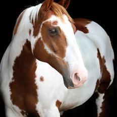 Paint SUPREME MEGA SNOW